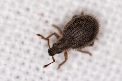 Brachysomus echinatus