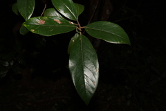 Litsea leefeana