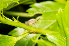 Dictyophara okinawensis