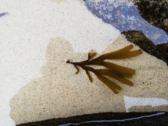 Dictyota kunthii