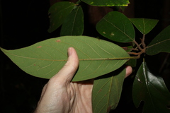 Litsea leefeana