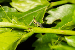 Dictyophara okinawensis