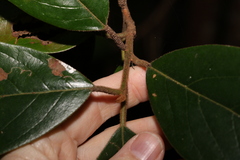 Litsea leefeana