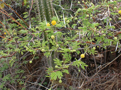 Vachellia tortuosa
