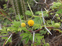 Vachellia tortuosa