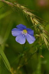 Linum usitatissimum