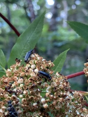 Grammoptera subargentata