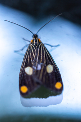 Polypoetes forficata