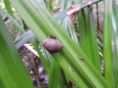 Ellobiidae