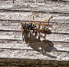 Polistes dominula