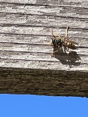 Polistes dominula