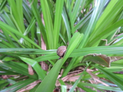 Ellobiidae