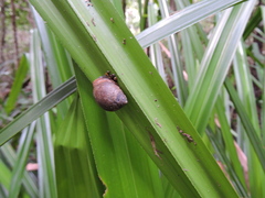 Ellobiidae