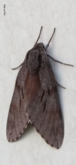 Sphinx morio arestus