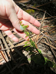 Polypodium pellucidum