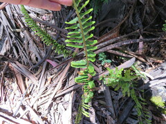 Polypodium pellucidum