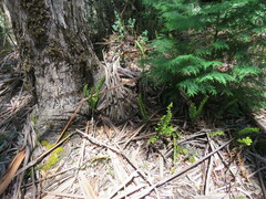 Polypodium pellucidum