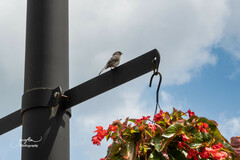 Junco hyemalis carolinensis