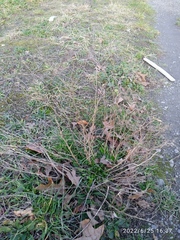 Lepidium desvauxii