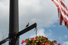 Junco hyemalis carolinensis