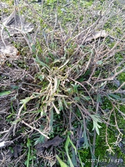 Lepidium desvauxii