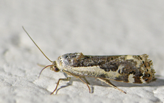 Tarache augustipennis