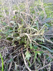 Lepidium desvauxii