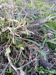Lepidium desvauxii
