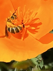 Halictus farinosus