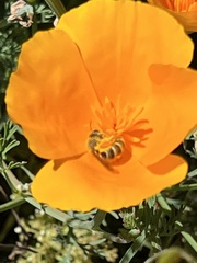 Halictus farinosus