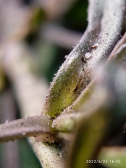 Lepidium desvauxii