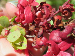 Exobasidium darwinii