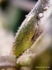 Lepidium desvauxii