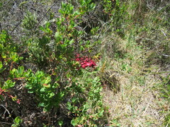 Exobasidium darwinii