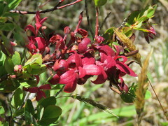 Exobasidium darwinii