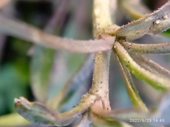 Lepidium desvauxii