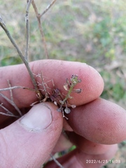 Lepidium desvauxii