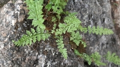 Asplenium altajense
