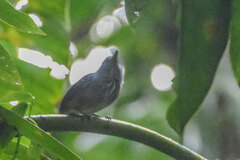 Thamnophilus atrinucha