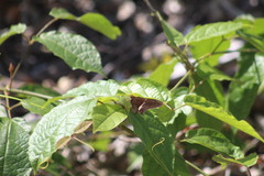Epargyreus deleoni