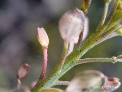 Lepidium desvauxii