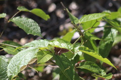 Epargyreus deleoni