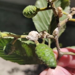 Neopulvinaria innumerabilis