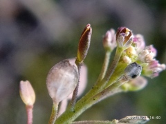 Lepidium desvauxii