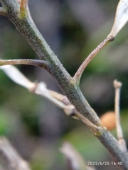 Lepidium desvauxii