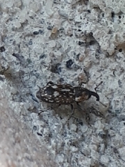 Cosmobaris scolopacea