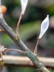 Lepidium desvauxii