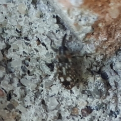 Cosmobaris scolopacea