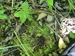 Ctenidium subrectifolium