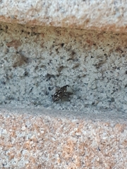 Cosmobaris scolopacea